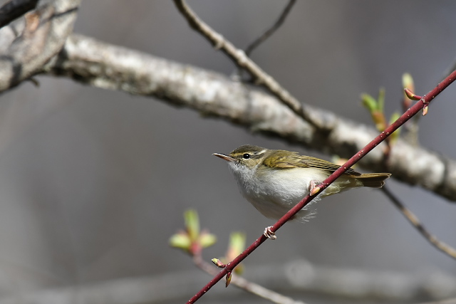 �G�]���V�N�C