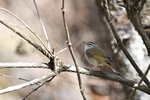 �G�]���V�N�C