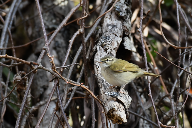 �G�]���V�N�C