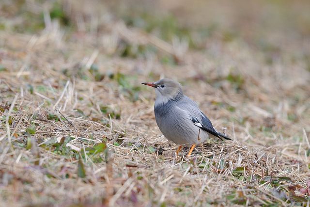 �M�����N�h��