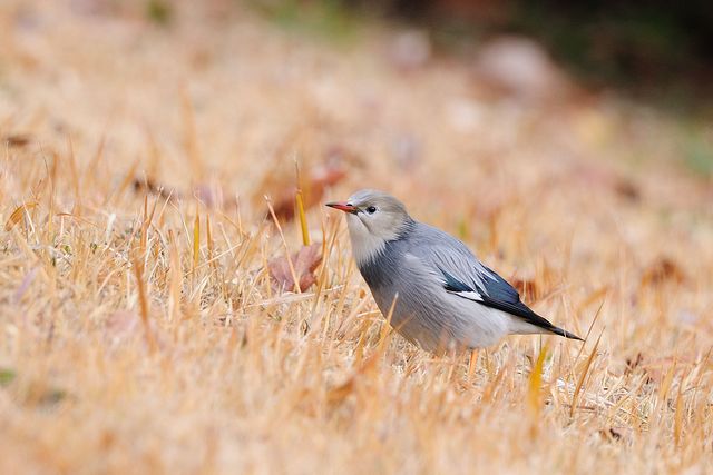 �M�����N�h��