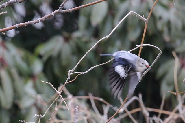 �M�����N�h��