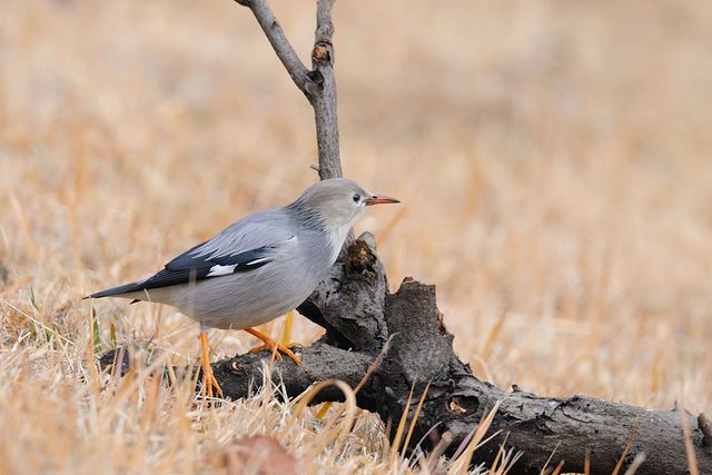 �M�����N�h��