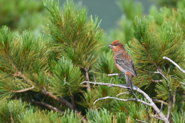 �M���U���}�V�R