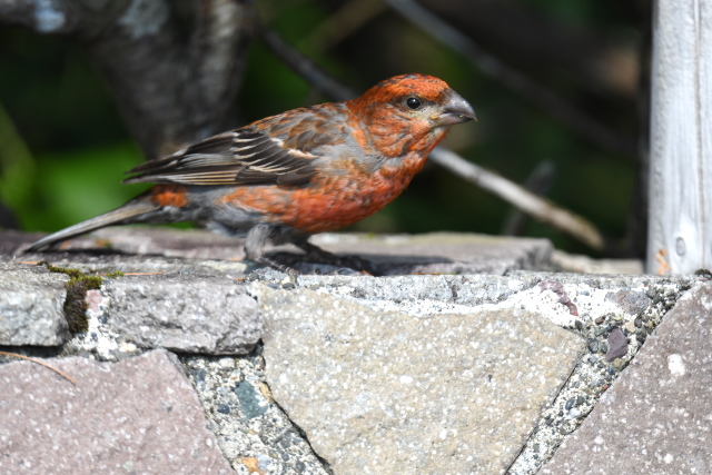 �M���U���}�V�R