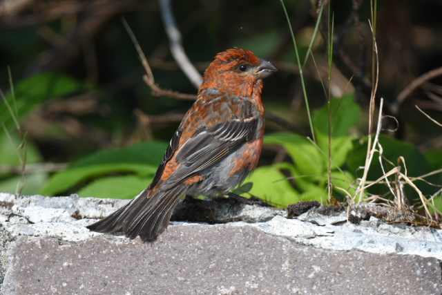 �M���U���}�V�R