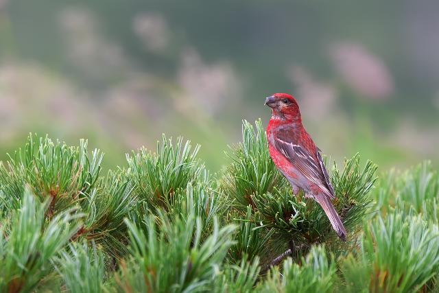 �M���U���}�V�R