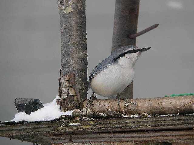 �V���n���S�W���E�J��