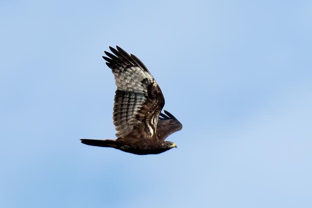 �n�`�N�}�@�c��