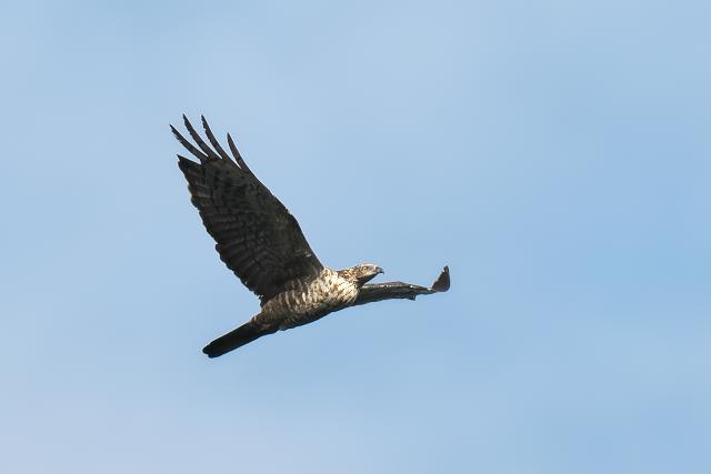 �n�`�N�}�@��