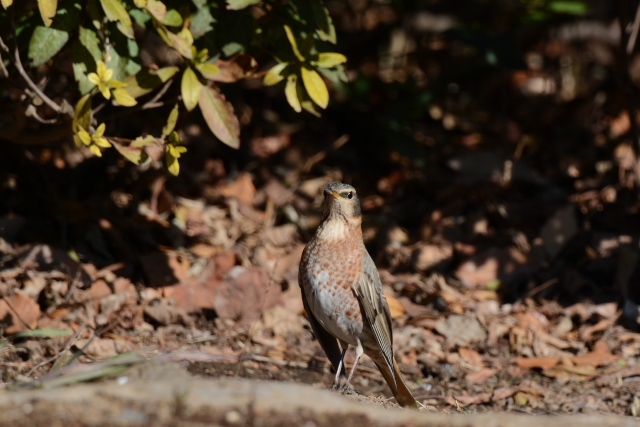 �n�`�W���E�c�O�~