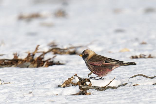 �n�M�}�V�R