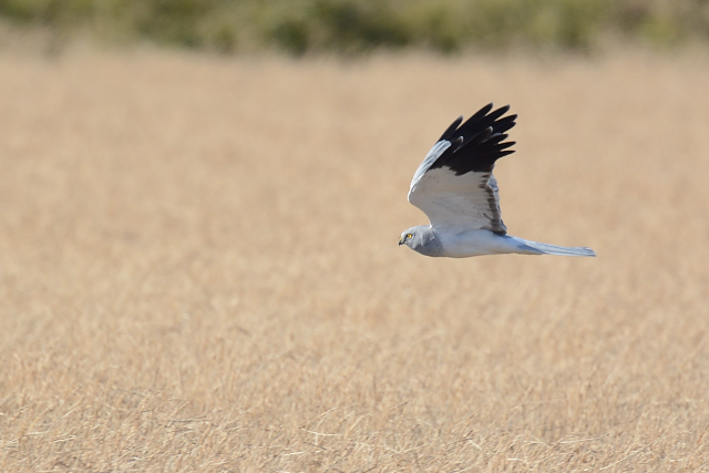 �n�C�C���`���E�q