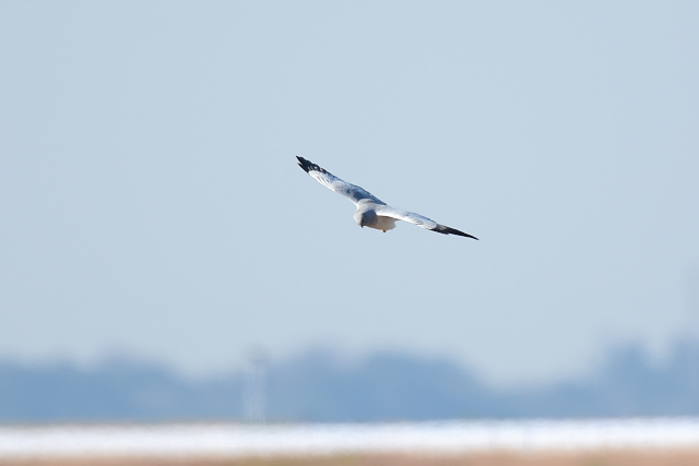 �n�C�C���`���E�q