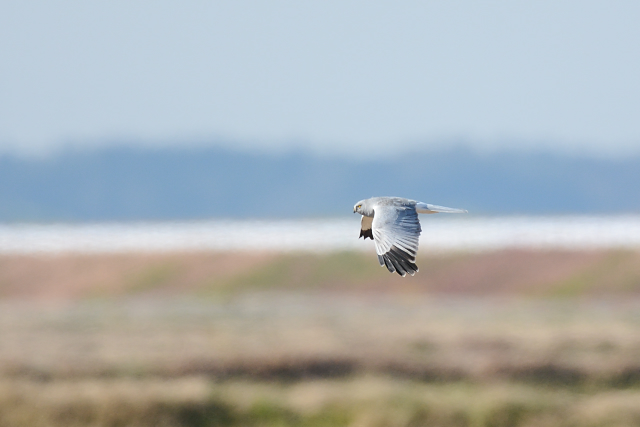 �n�C�C���`���E�q