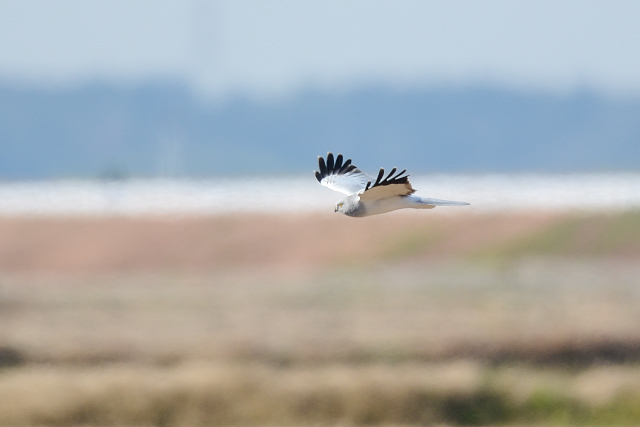 �n�C�C���`���E�q