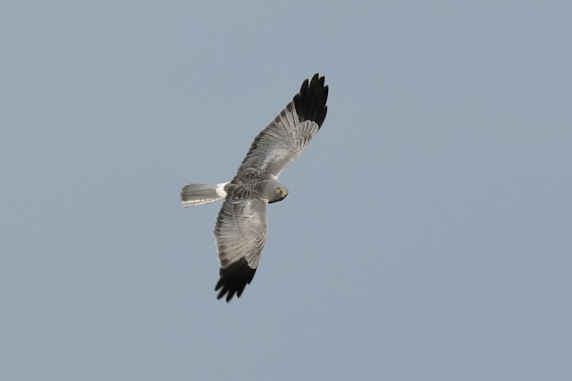 �n�C�C���`���E�q