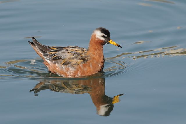 �n�C�C���q���A�V�V�M