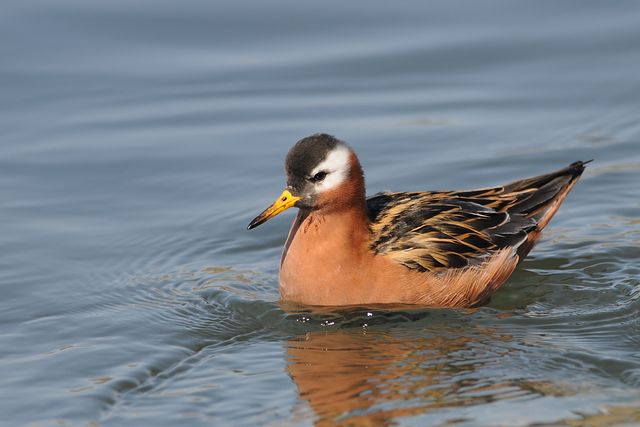 �n�C�C���q���A�V�V�M