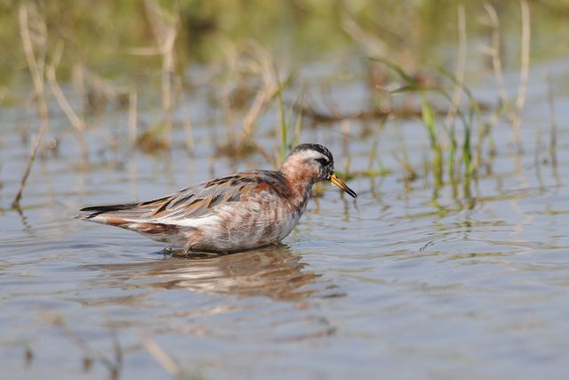 �n�C�C���q���A�V�V�M