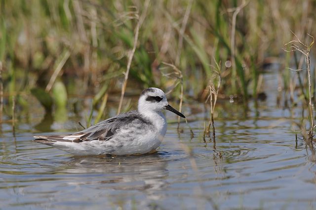 �n�C�C���q���A�V�V�M