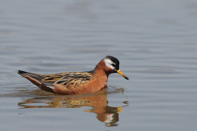 �n�C�C���q���A�V�V�M