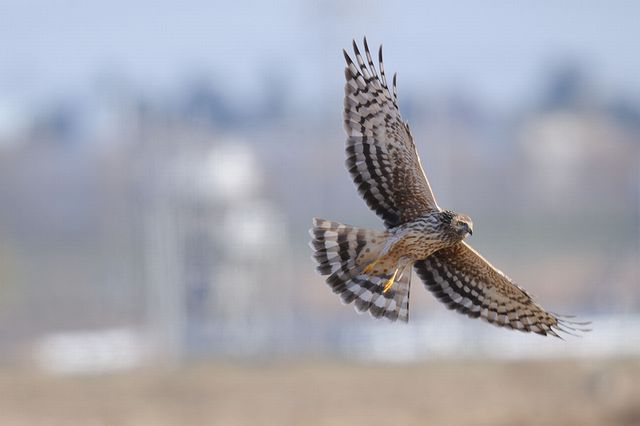 �n�C�C���`���E�q