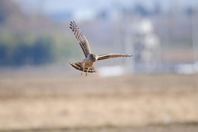 �n�C�C���`���E�q