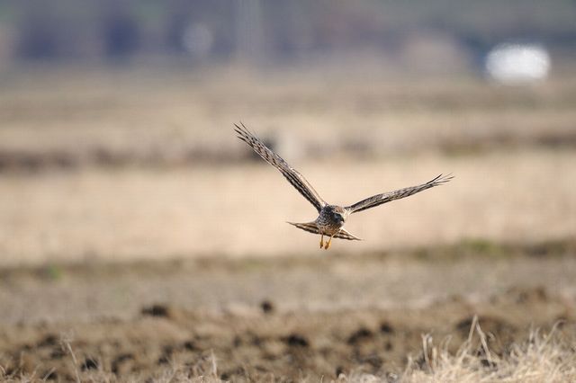 �n�C�C���`���E�q