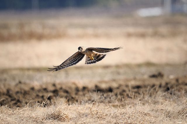 �n�C�C���`���E�q