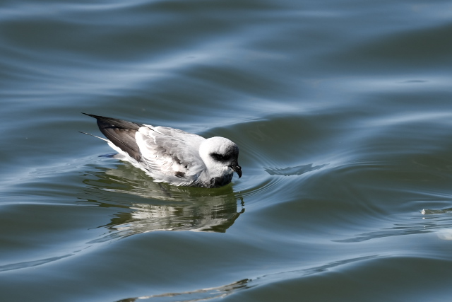 �n�C�C���E�~�c�o��