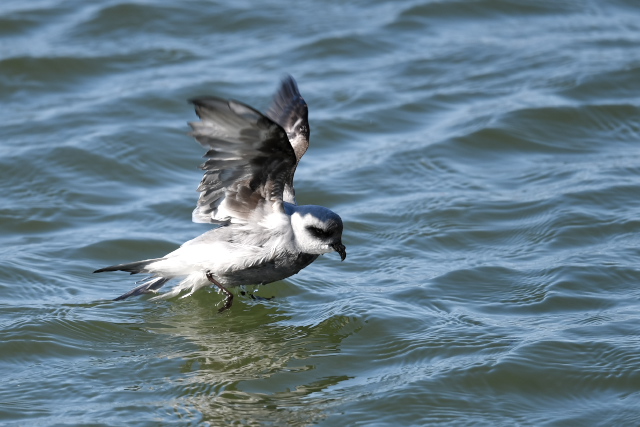 �n�C�C���E�~�c�o��