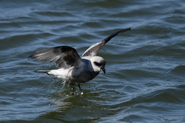 �n�C�C���E�~�c�o��