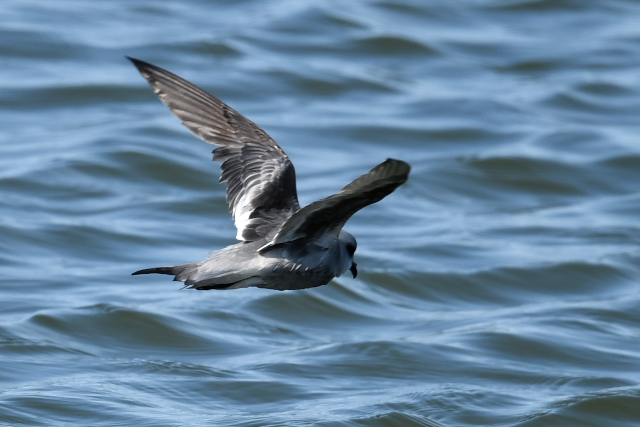 �n�C�C���E�~�c�o��