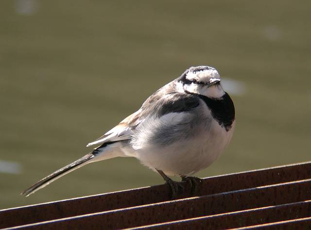 �n�N�Z�L���C