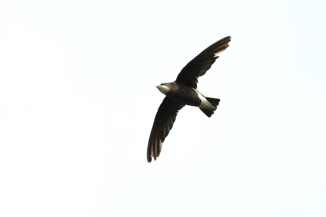 �n���I�A�}�c�o��