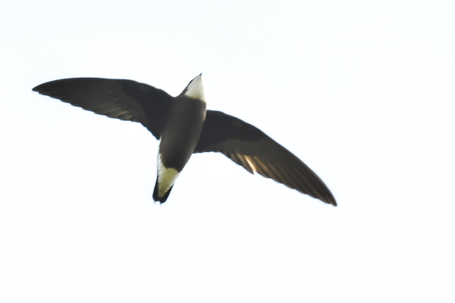 �n���I�A�}�c�o��