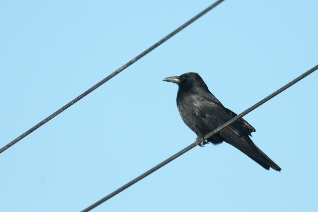 �n�V�{�\�K���X