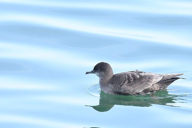 �n�V�{�\�~�Y�i�M�h��