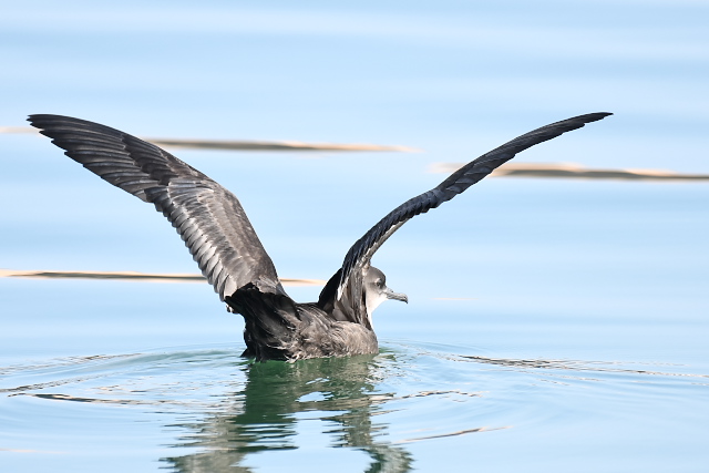 �n�V�{�\�~�Y�i�M�h��