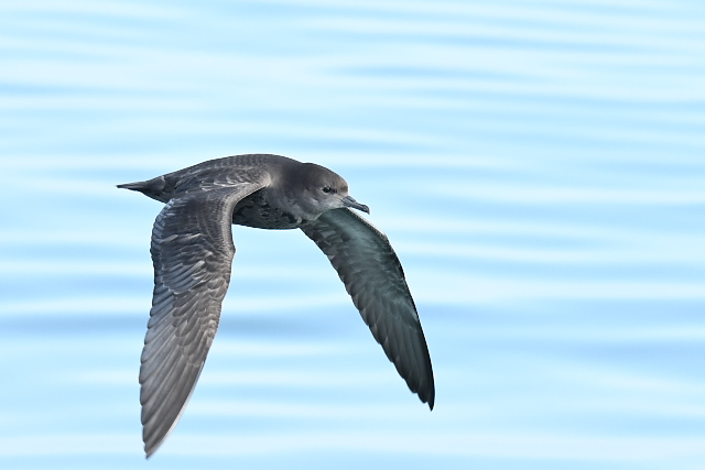 �n�V�{�\�~�Y�i�M�h��