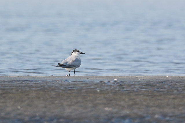 �n�V�u�g�A�W�T�V