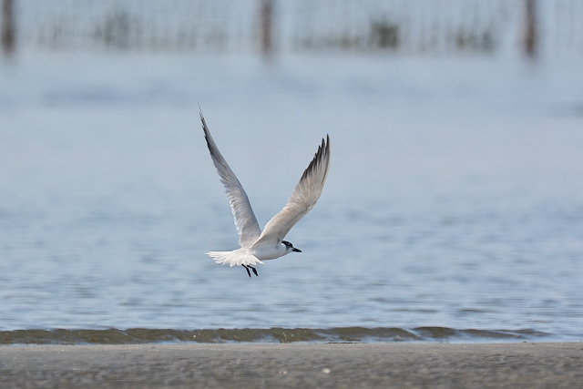 �n�V�u�g�A�W�T�V