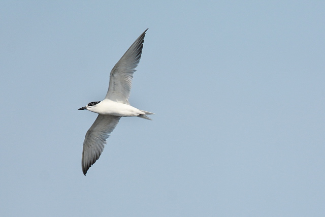 �n�V�u�g�A�W�T�V