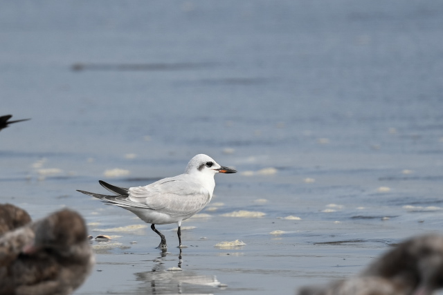 �n�V�u�g�A�W�T�V