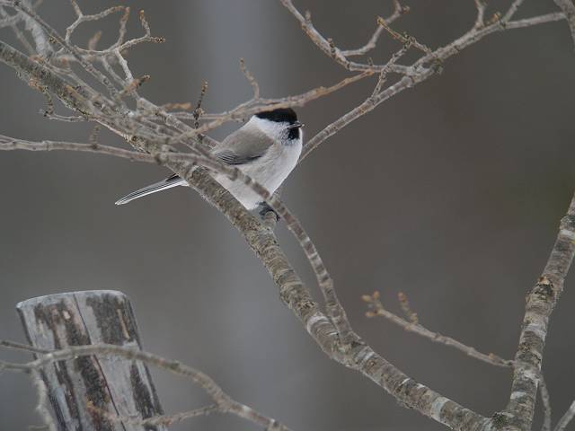 �n�V�u�g�K��