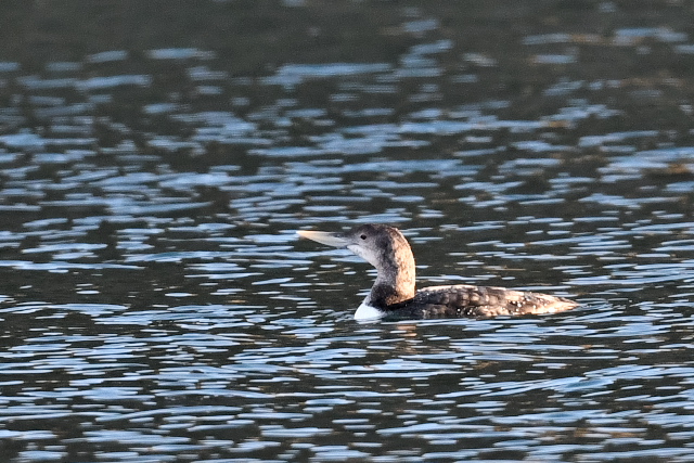 �n�V�W���A�r