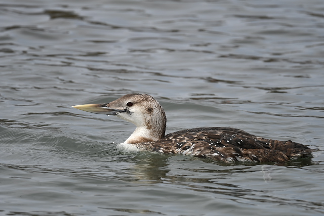 �n�V�W���A�r