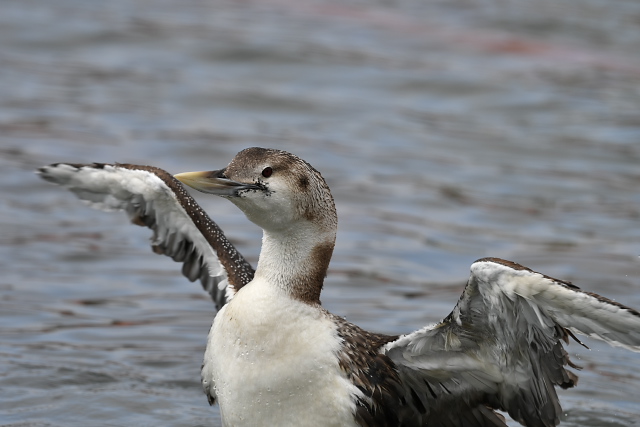 �n�V�W���A�r