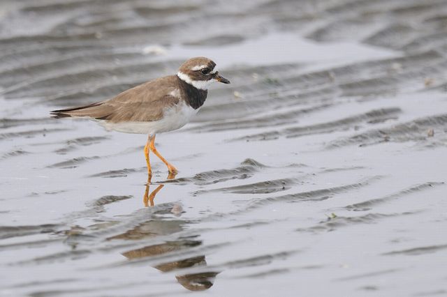 �n�W���R�`�h��